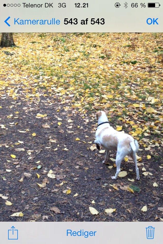 Glathåret foxterrier Foxi billede 5