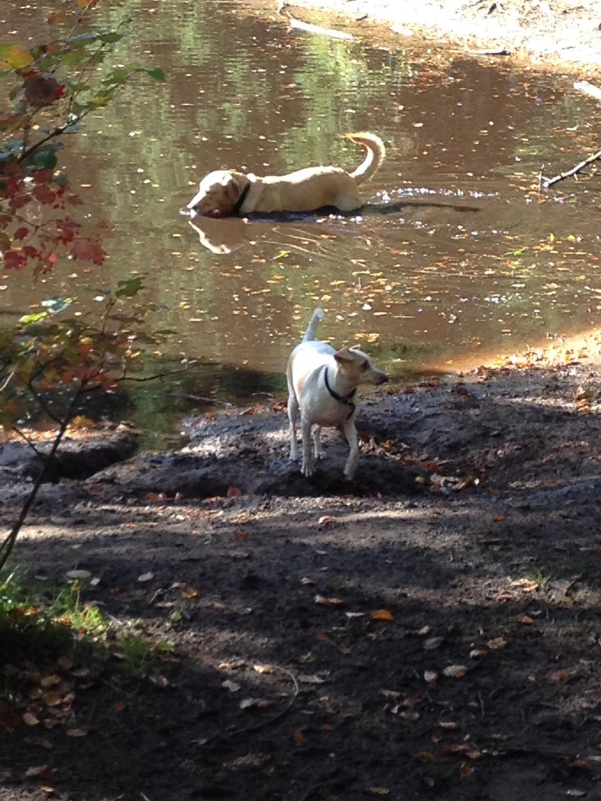 Glathåret foxterrier Foxi billede 6