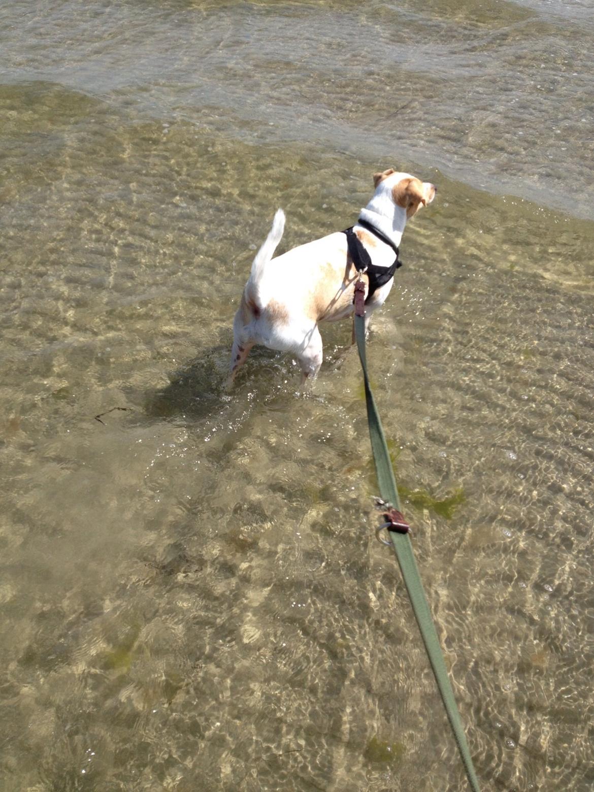 Glathåret foxterrier Foxi billede 7