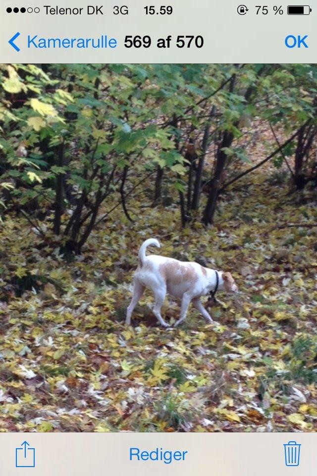 Glathåret foxterrier Foxi billede 8