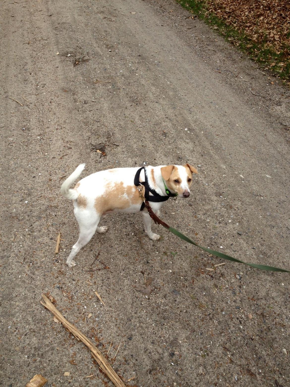 Glathåret foxterrier Foxi billede 9