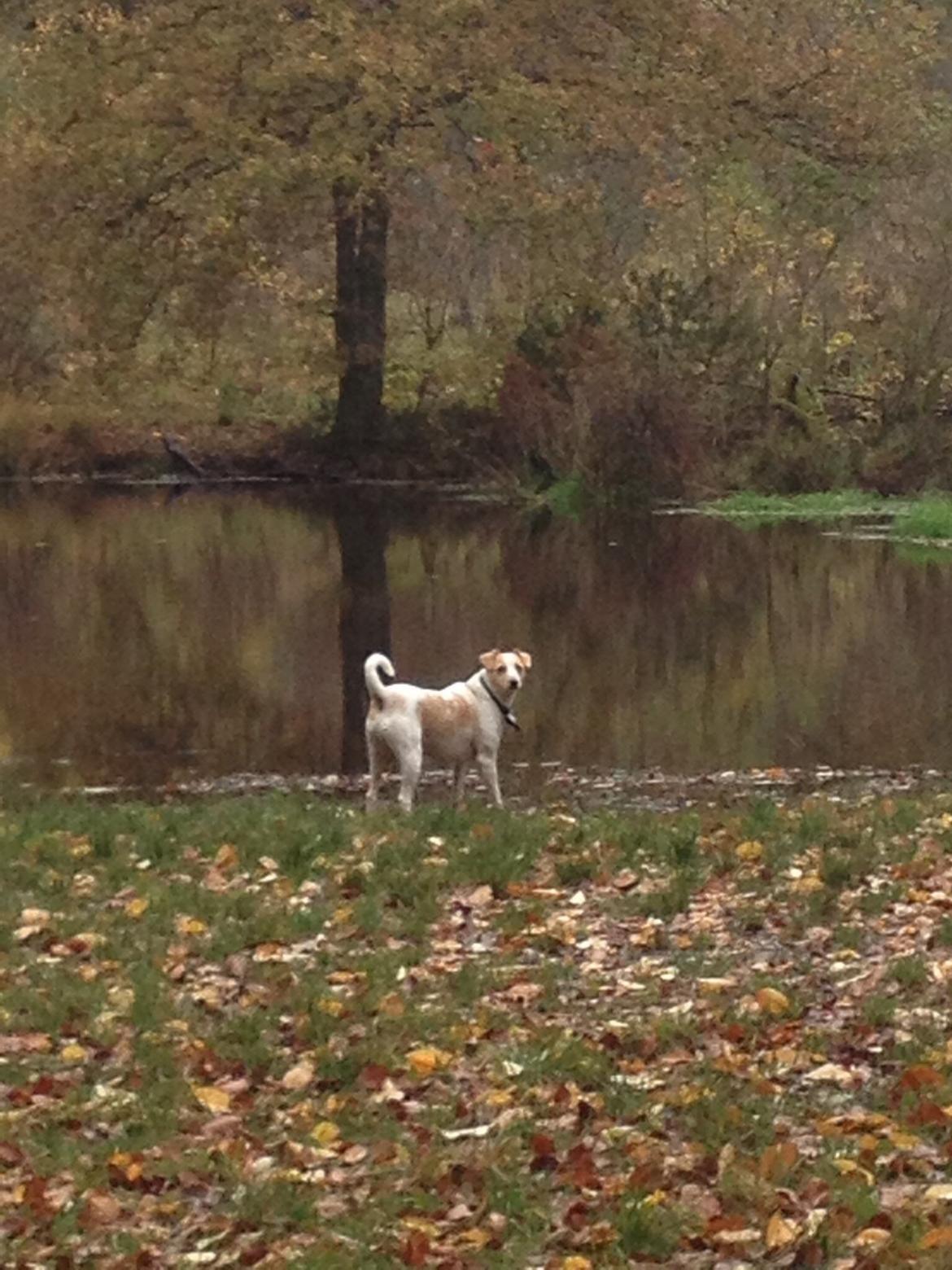 Glathåret foxterrier Foxi billede 10