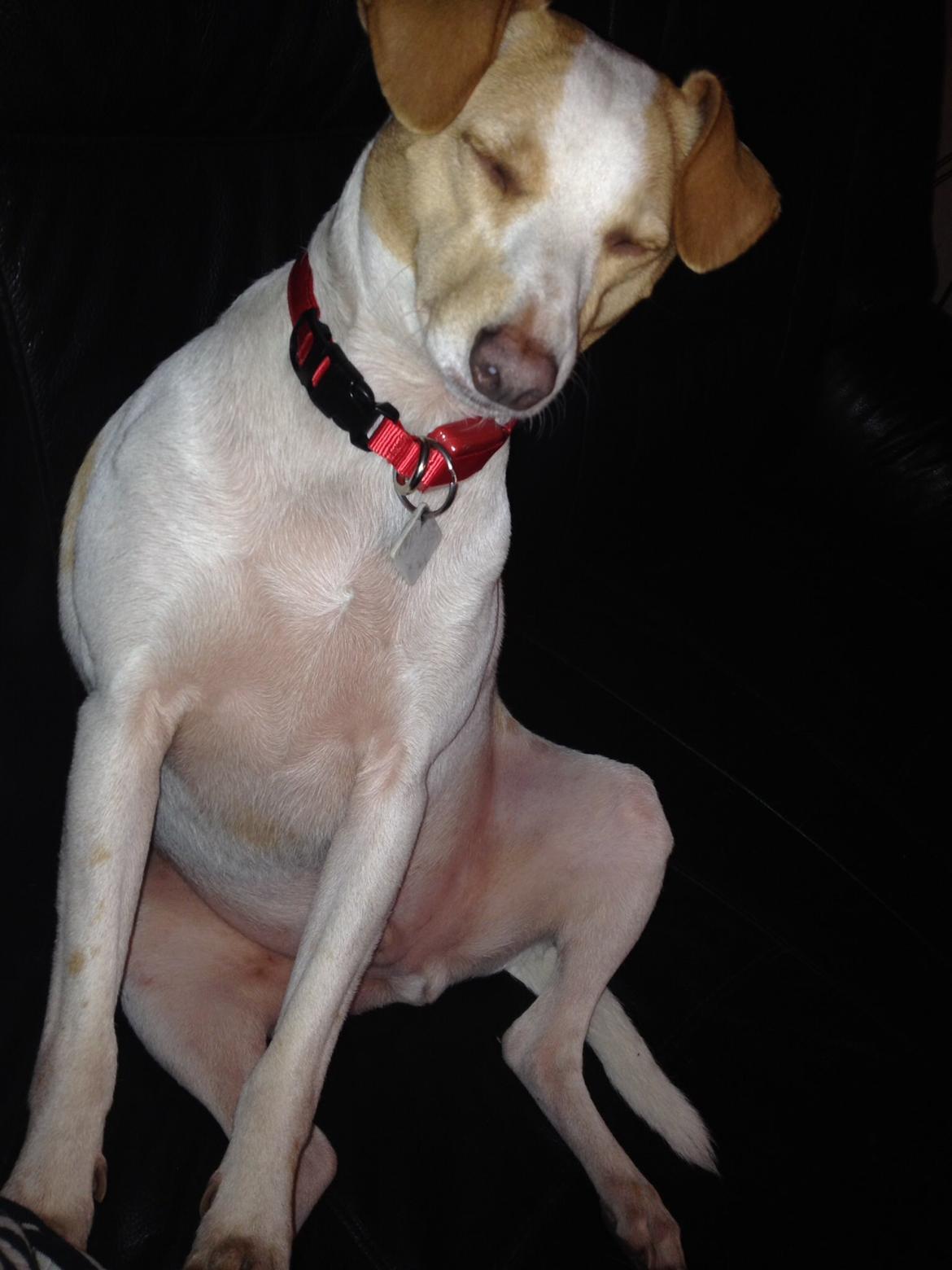 Glathåret foxterrier Foxi billede 11