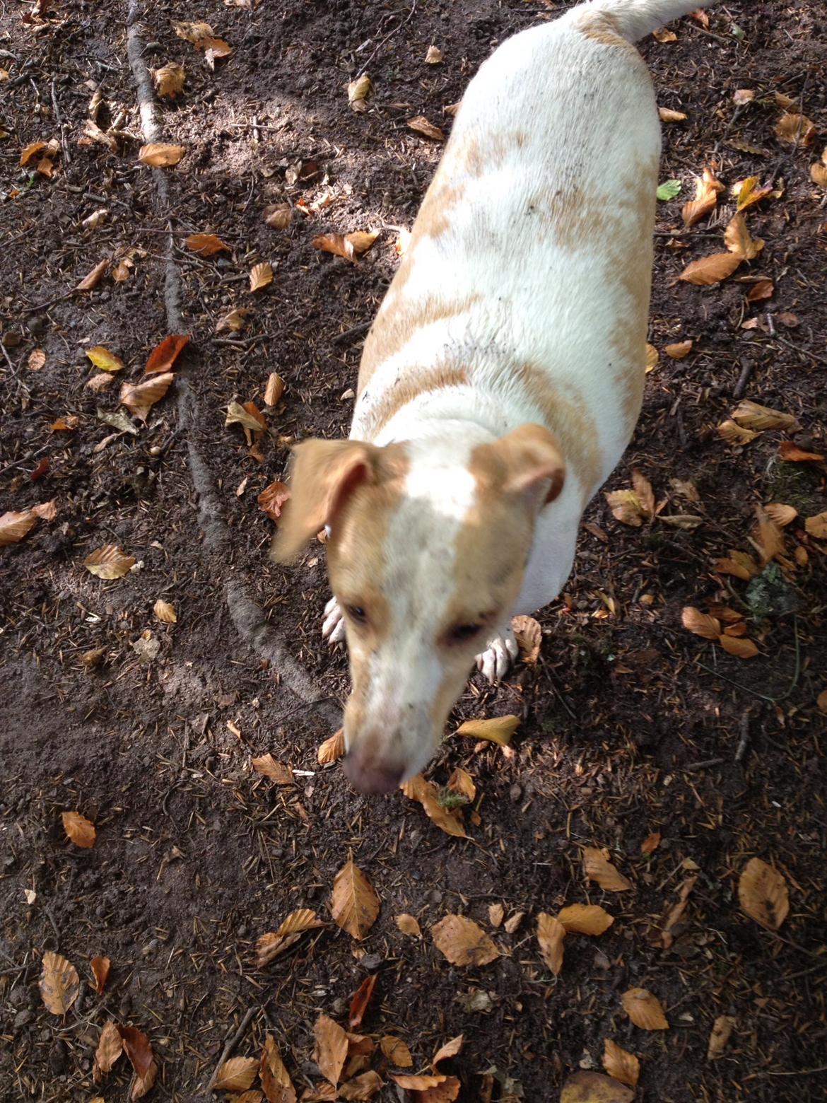 Glathåret foxterrier Foxi billede 12