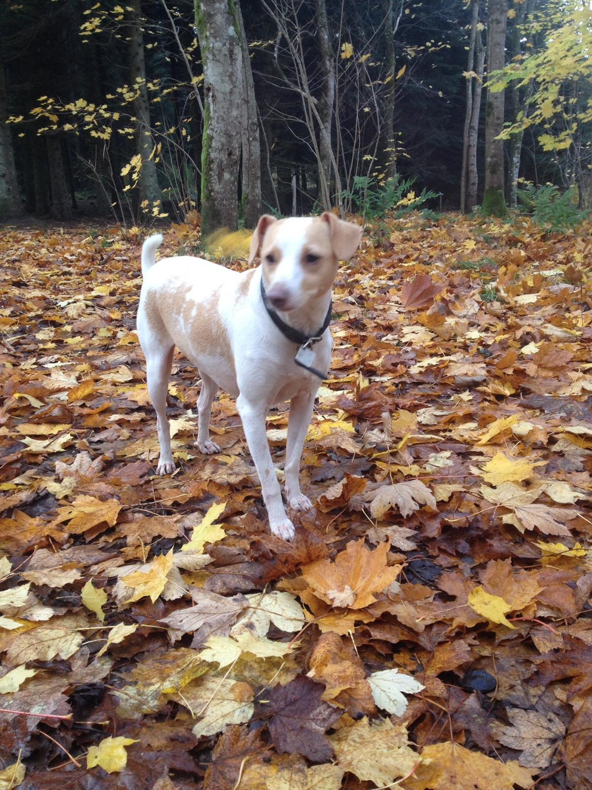 Glathåret foxterrier Foxi billede 13