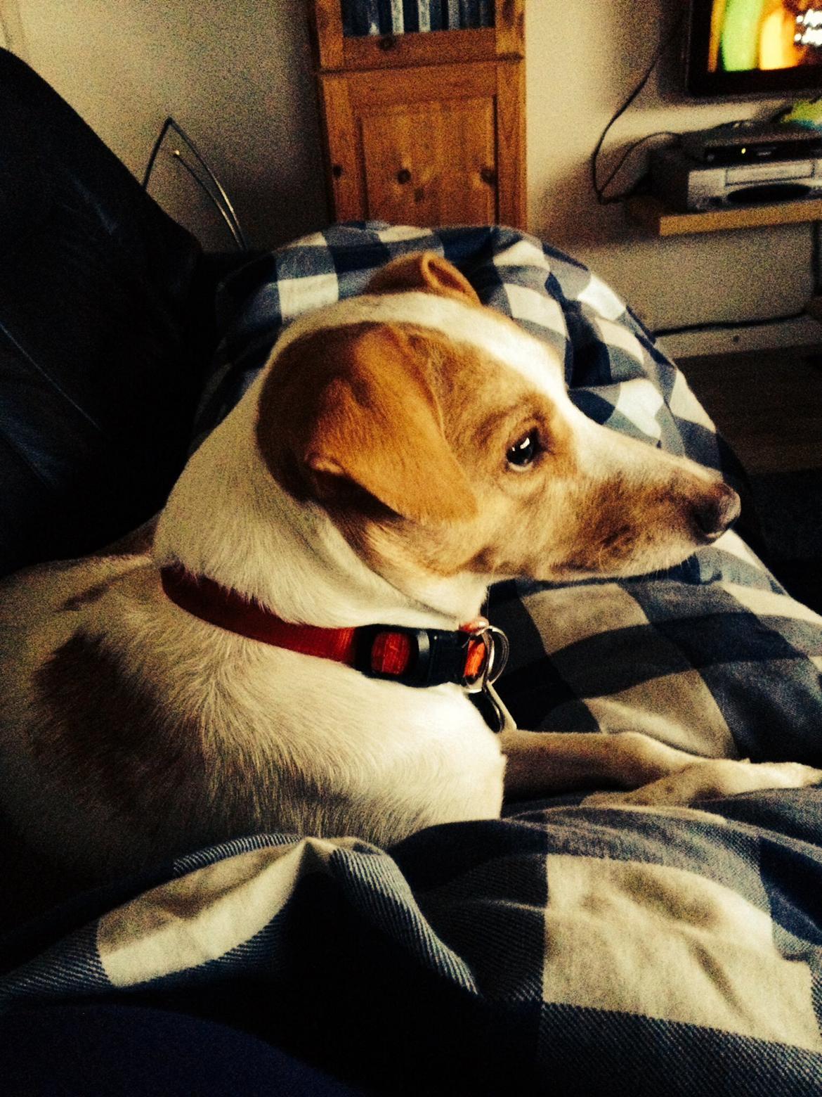 Glathåret foxterrier Foxi billede 14