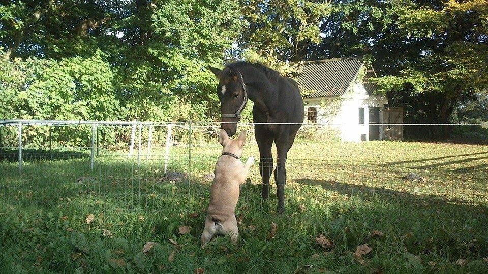 Fransk bulldog Pumba billede 7