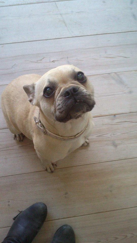 Fransk bulldog Pumba billede 16