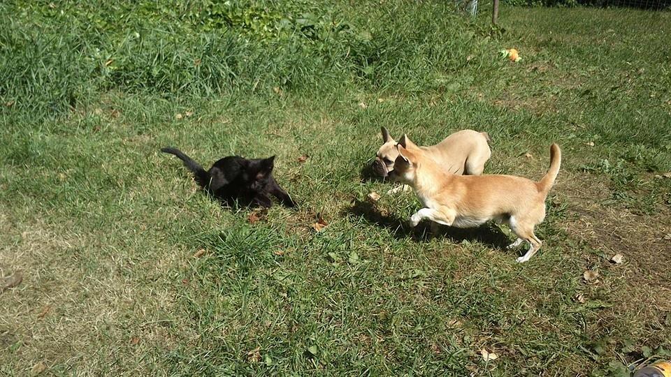 Fransk bulldog Pumba billede 8