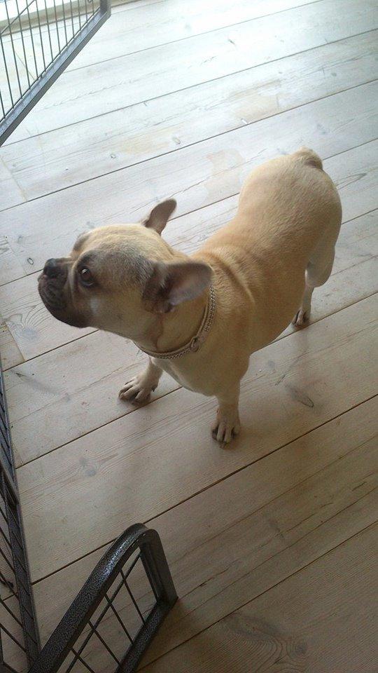 Fransk bulldog Pumba billede 17