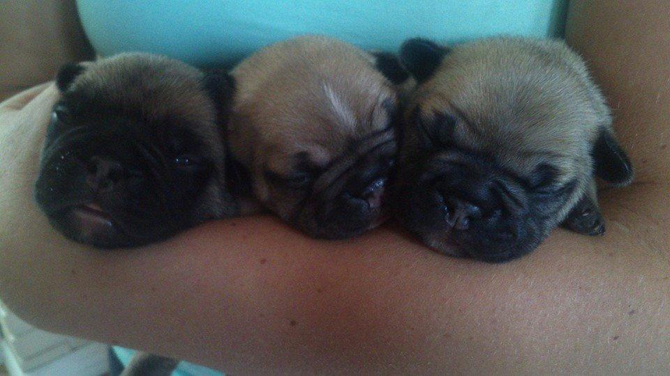 Fransk bulldog Pumba billede 2