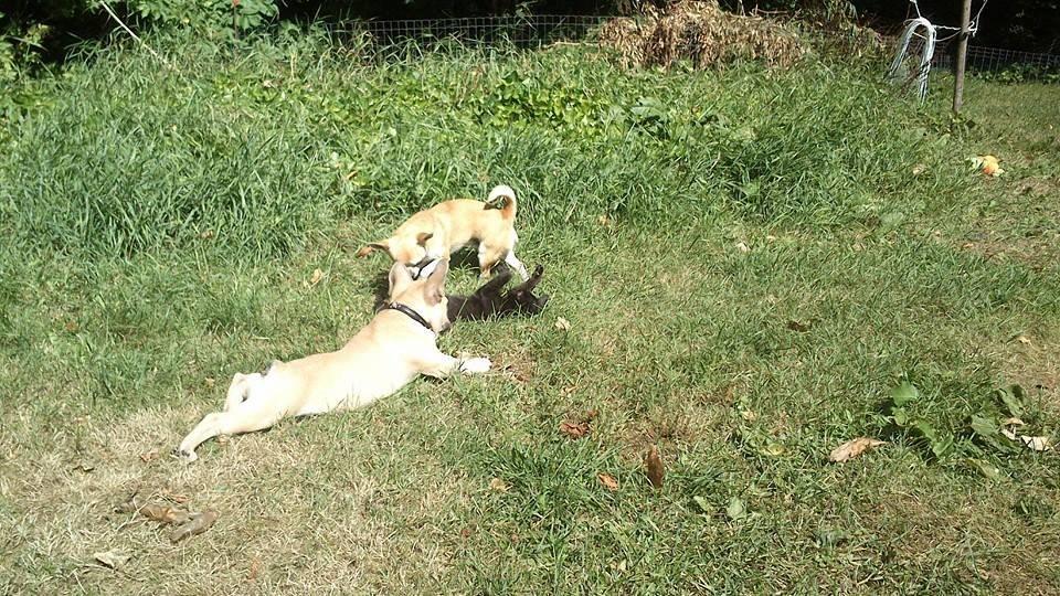 Fransk bulldog Pumba billede 9