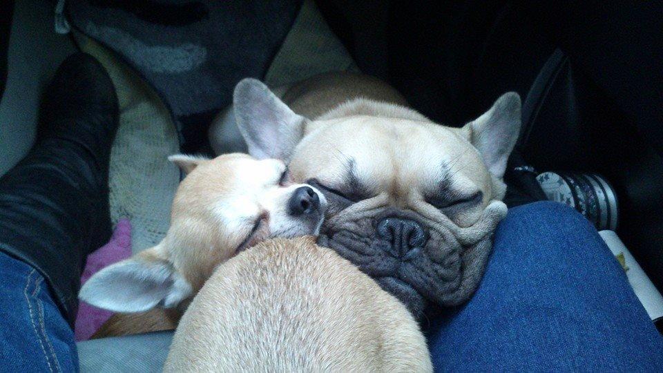 Fransk bulldog Pumba billede 18