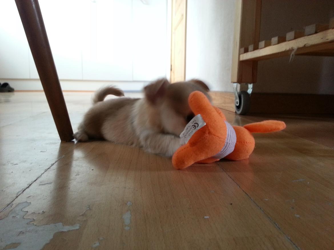 Chihuahua Frede - Hans første besøg hos mig. billede 1