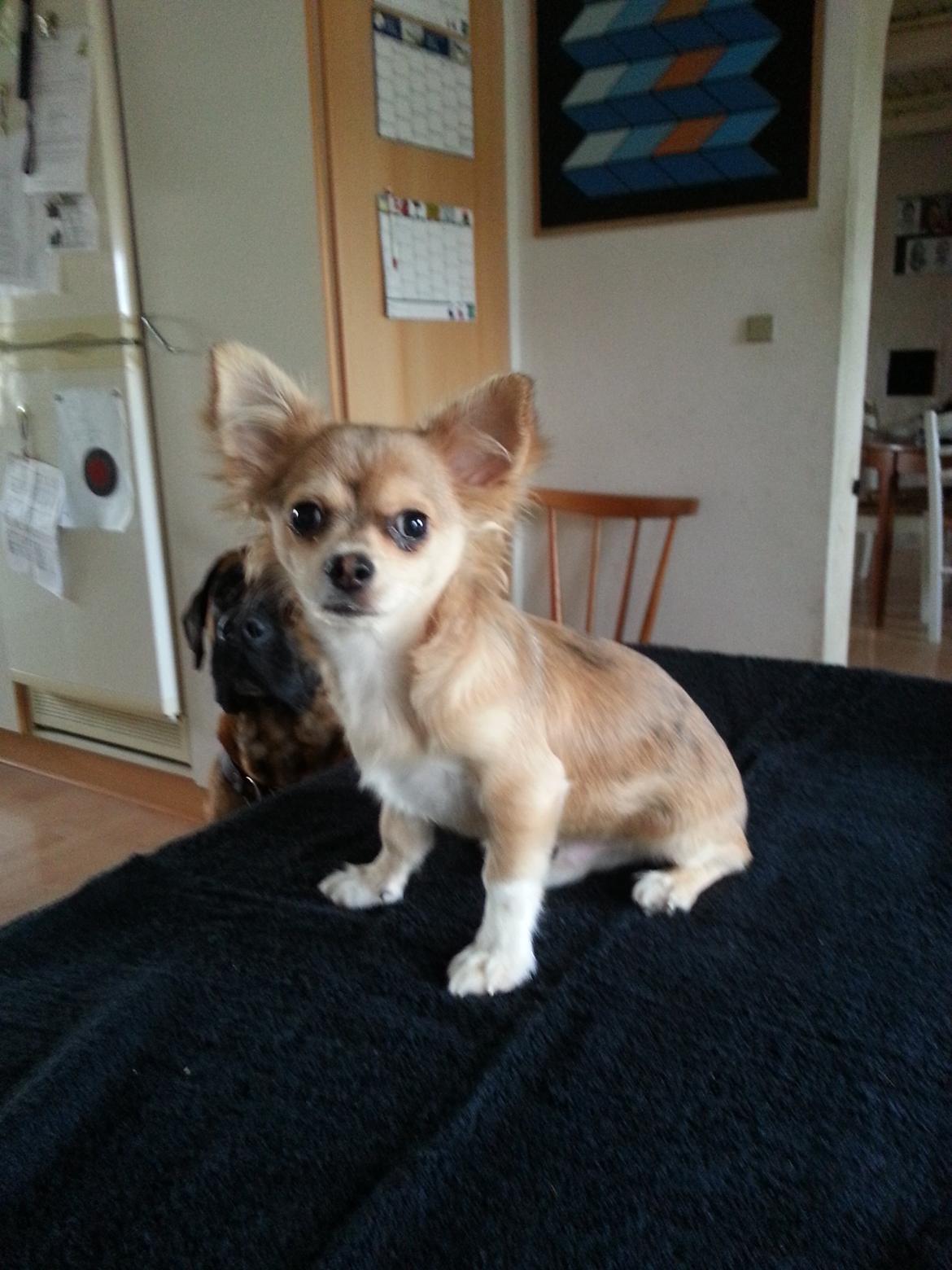 Chihuahua Frede - Skulle tages en par billeder. billede 6