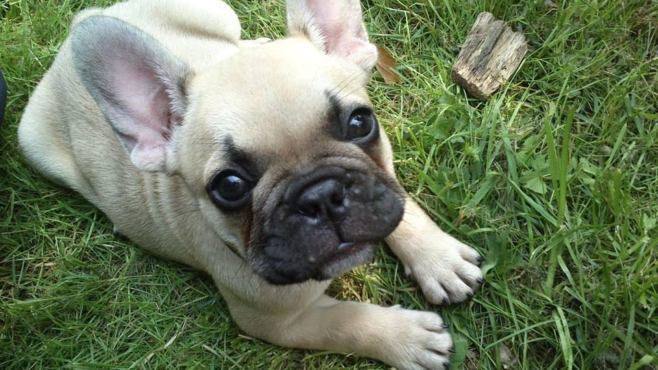 Fransk bulldog Pumba billede 5