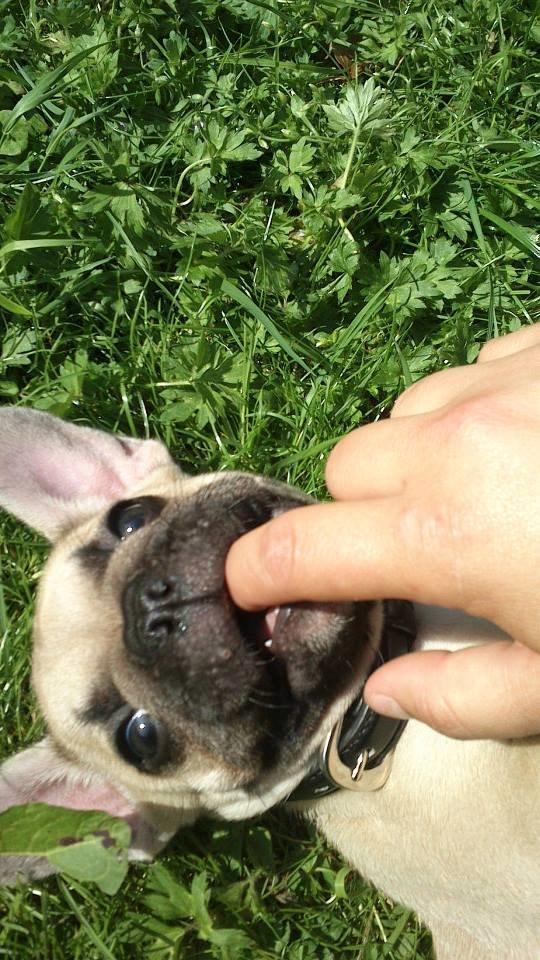 Fransk bulldog Pumba billede 10