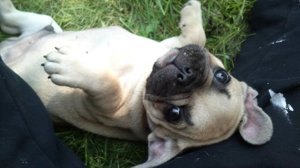 Fransk bulldog Pumba billede 11