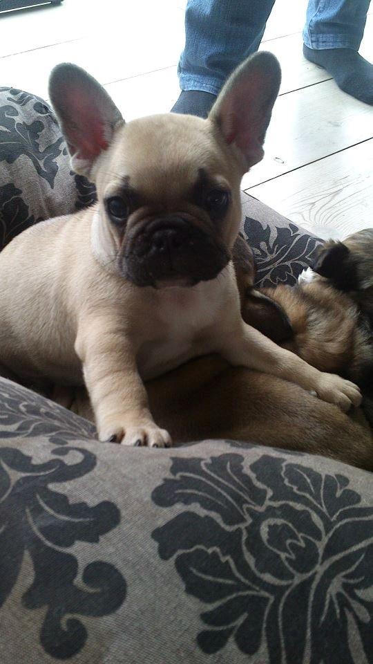 Fransk bulldog Pumba billede 3