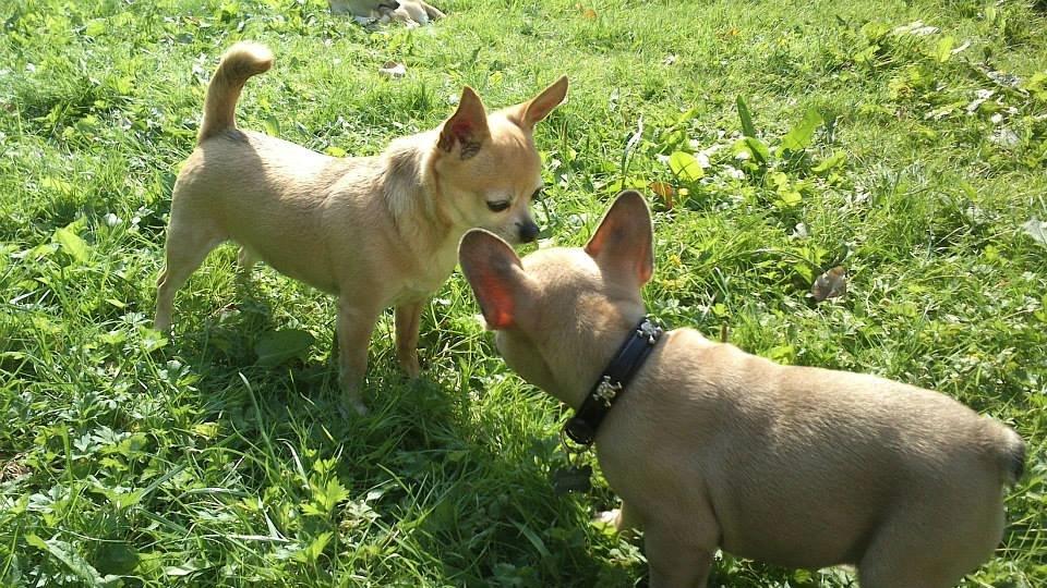 Fransk bulldog Pumba billede 12