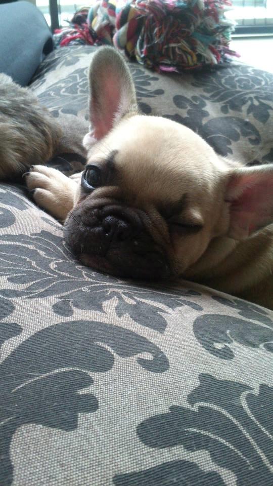 Fransk bulldog Pumba billede 6