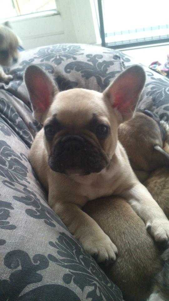 Fransk bulldog Pumba billede 4