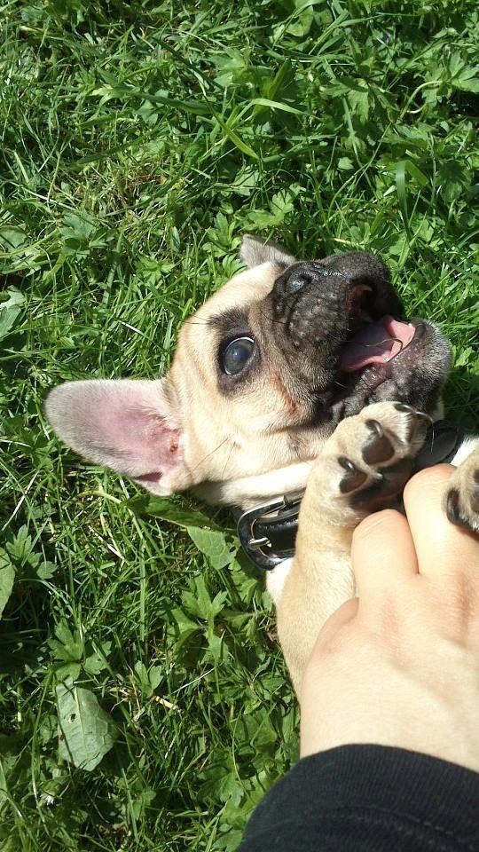 Fransk bulldog Pumba billede 13