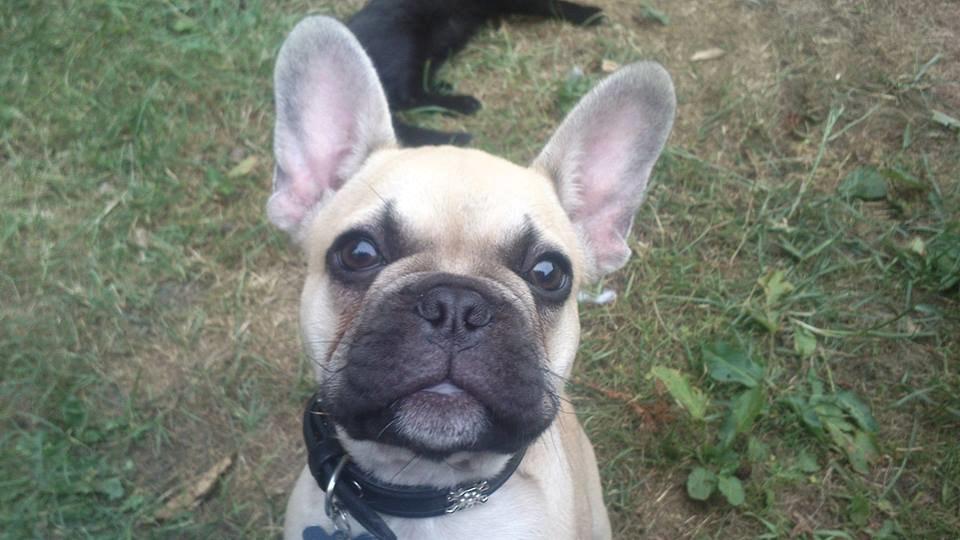 Fransk bulldog Pumba billede 14