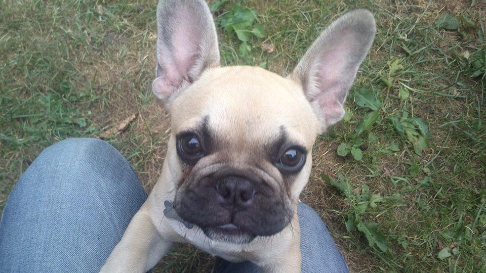 Fransk bulldog Pumba billede 15