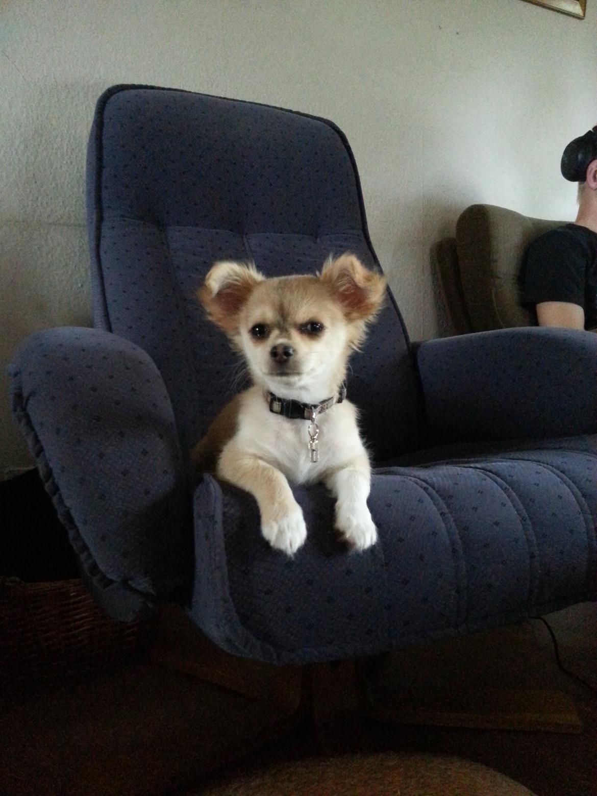 Chihuahua Frede - Ser lidt tv. :-) billede 4