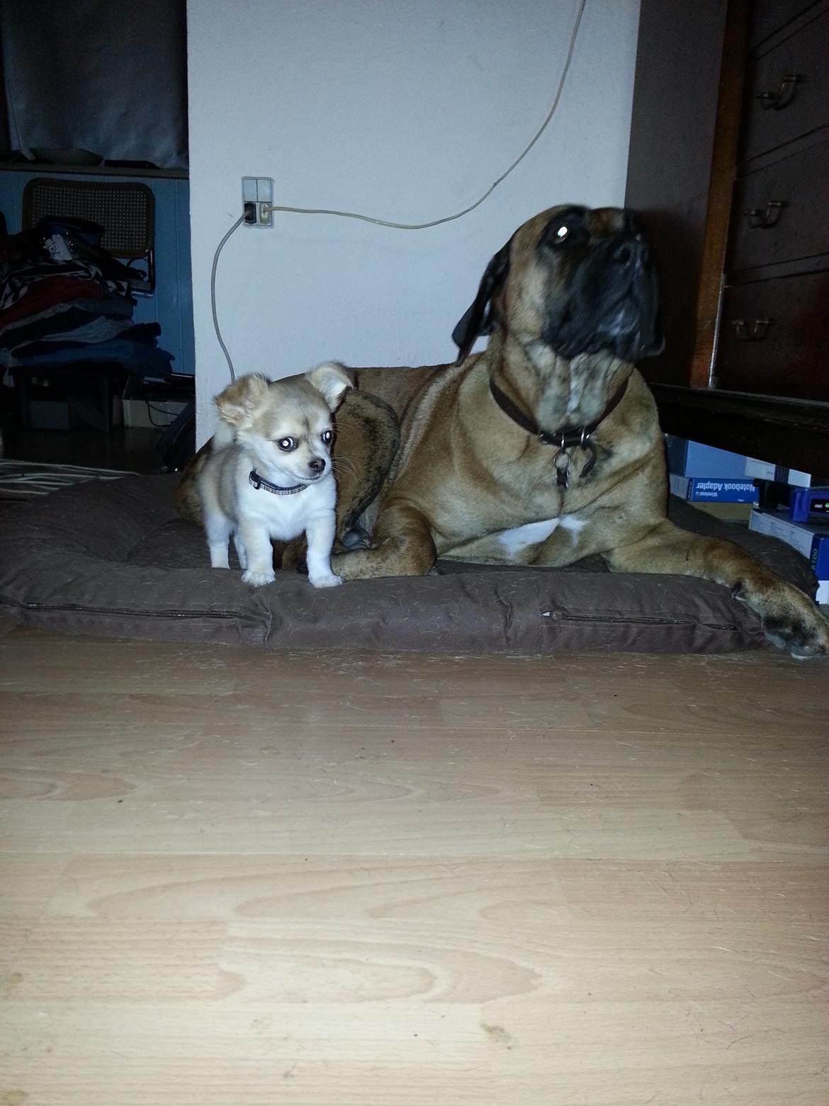 Chihuahua Frede - Hygger med Loba. billede 5