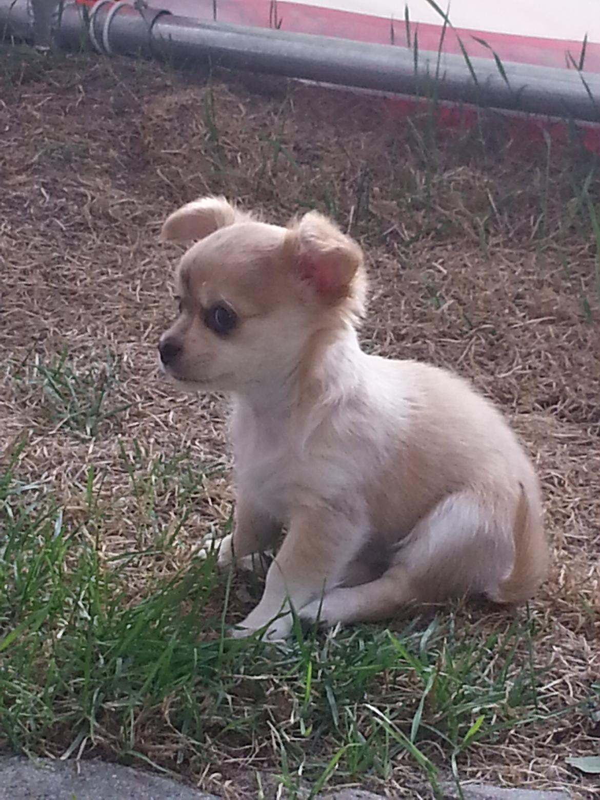 Chihuahua Frede - Apslapning i teltet. billede 2