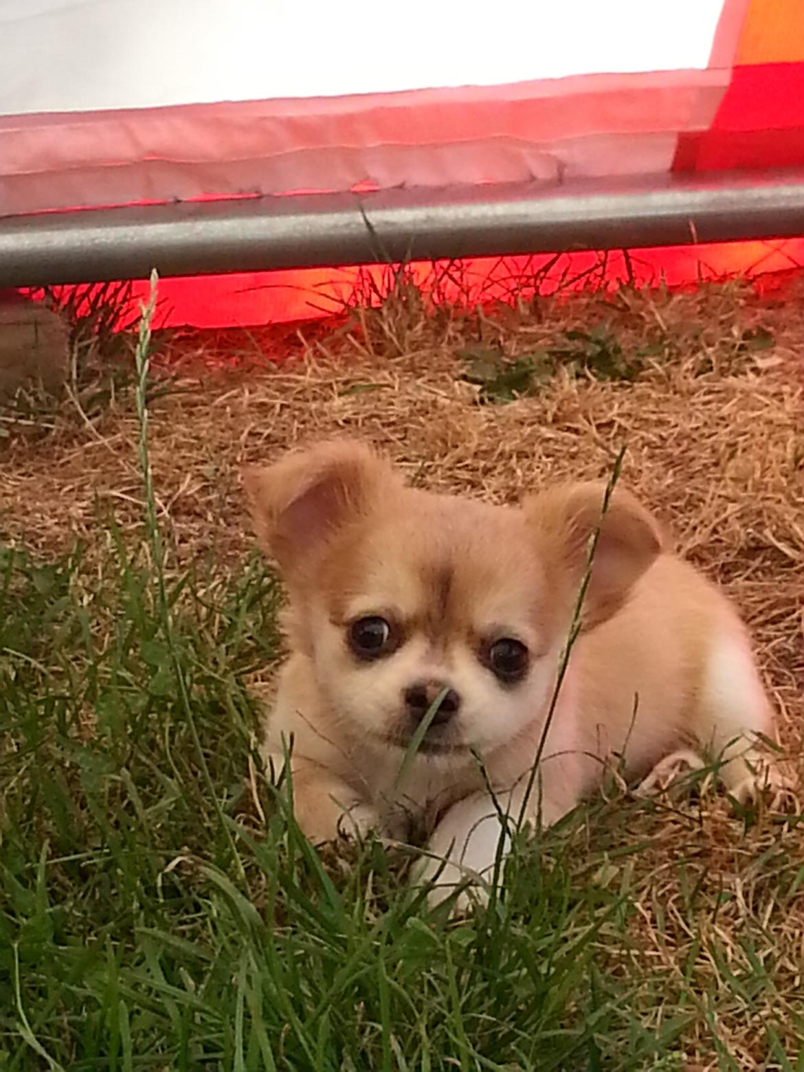 Chihuahua Frede - Afslapning i teltet. billede 3