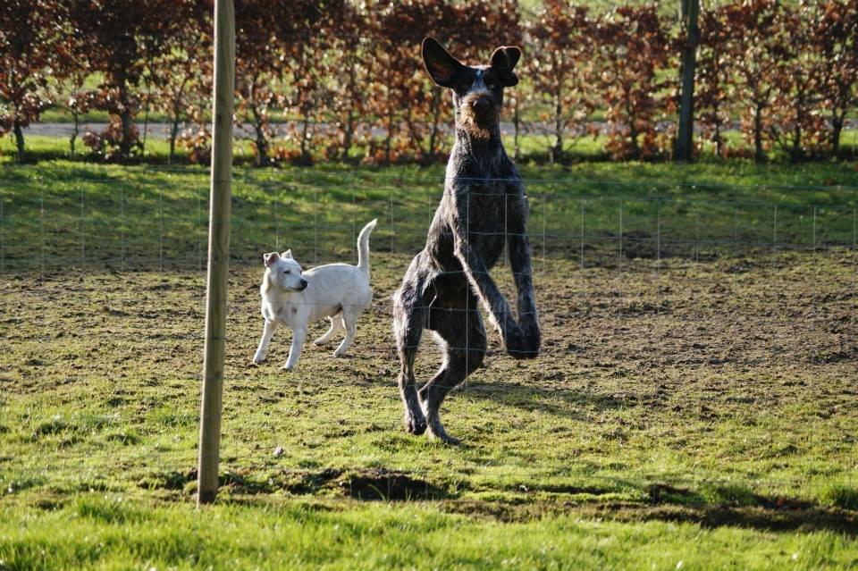 Ruhåret hønsehund Karmdal Elo (Kato) billede 8