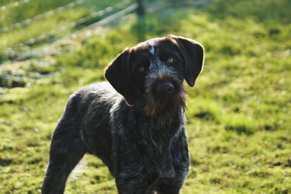 Ruhåret hønsehund Karmdal Elo (Kato) billede 1