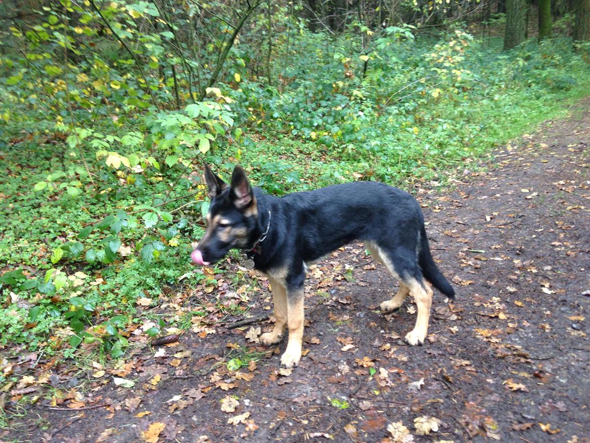 Schæferhund Folmer billede 2