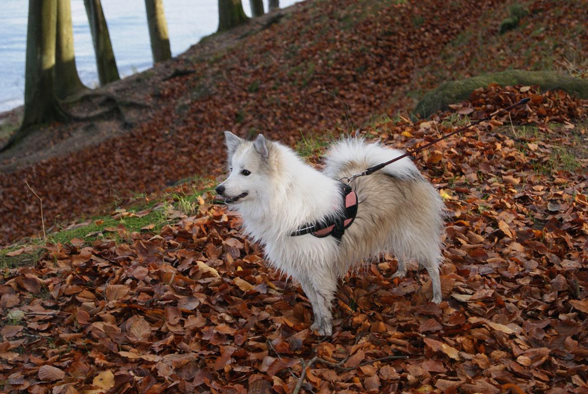 Blanding af racer Malou <3 billede 22