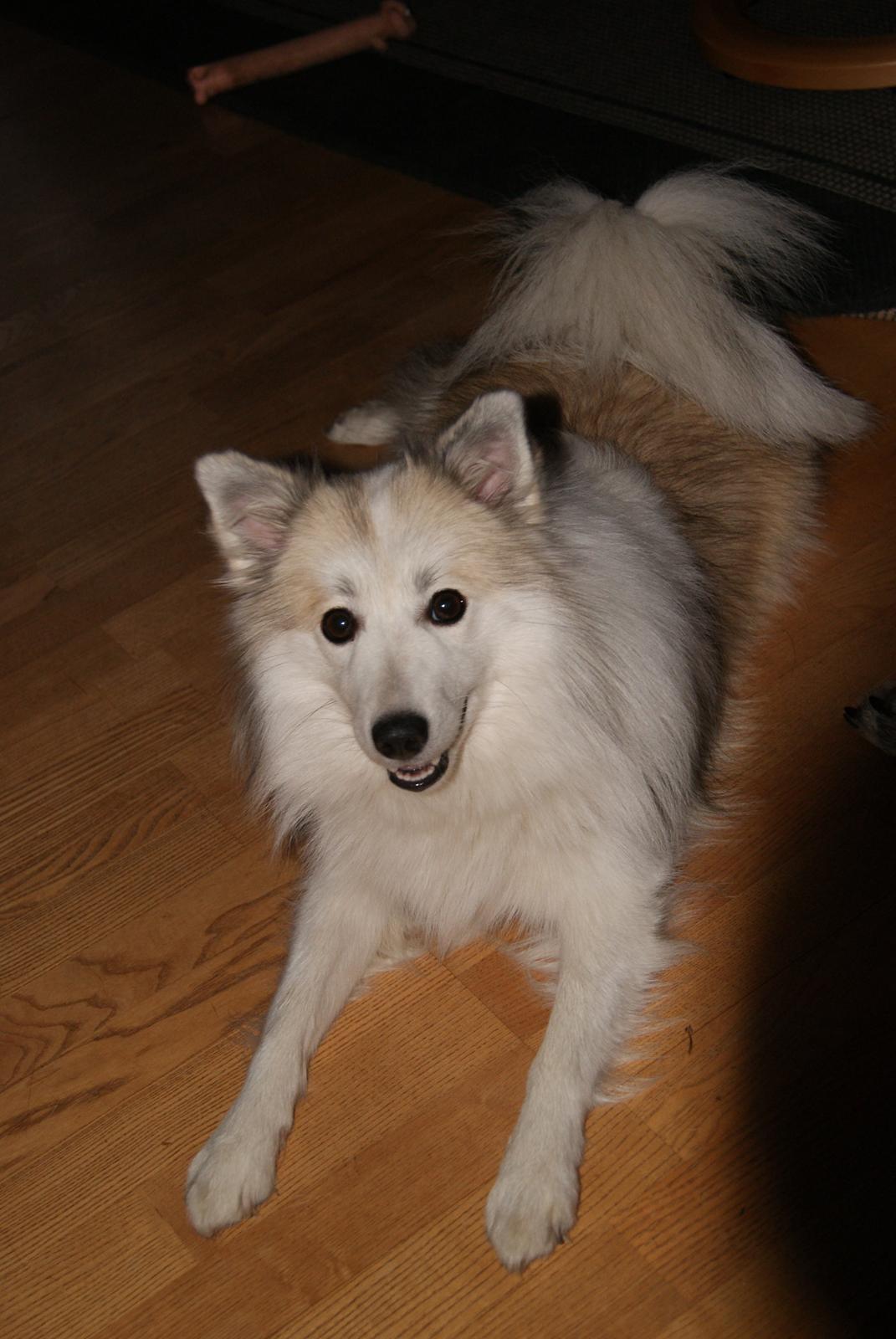 Blanding af racer Malou <3 billede 23