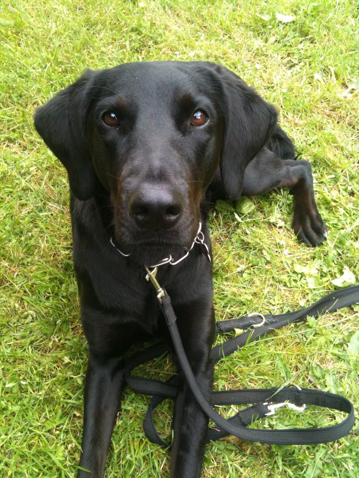 Blanding af racer Selma billede 21