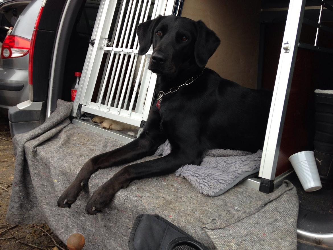 Blanding af racer Selma billede 22