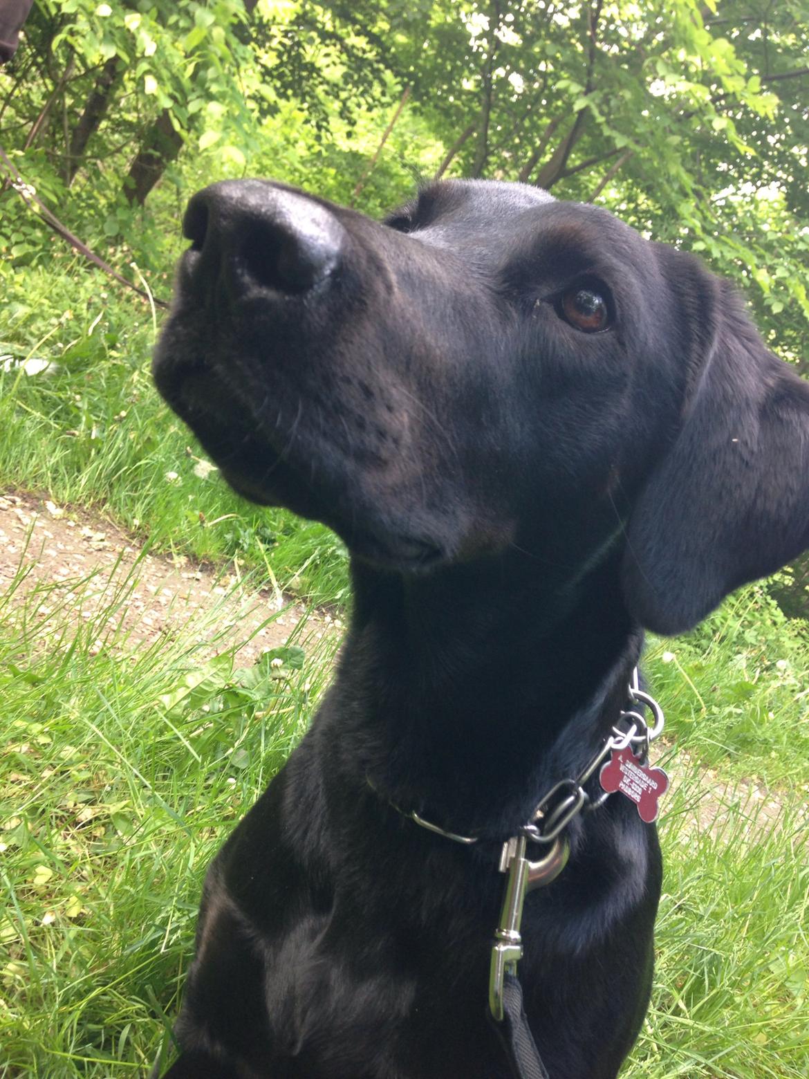 Blanding af racer Selma billede 23