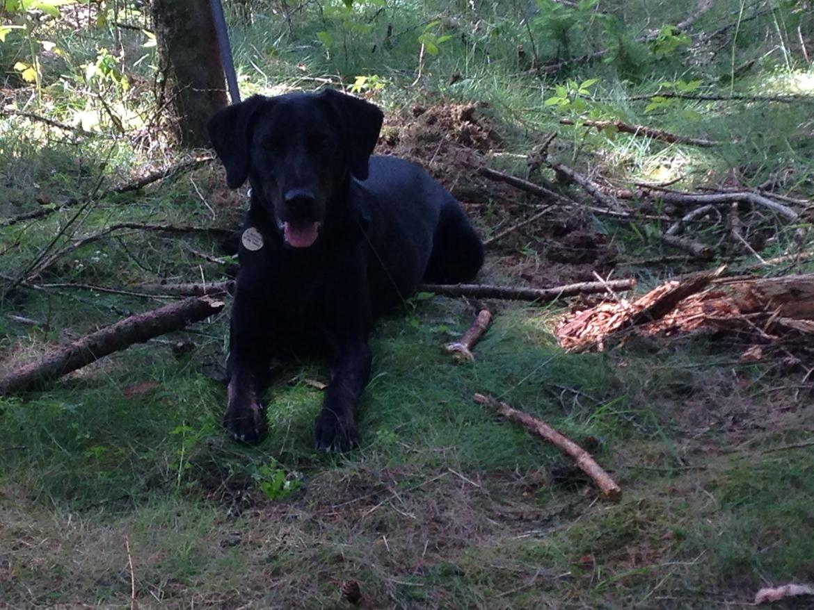 Blanding af racer Selma billede 24