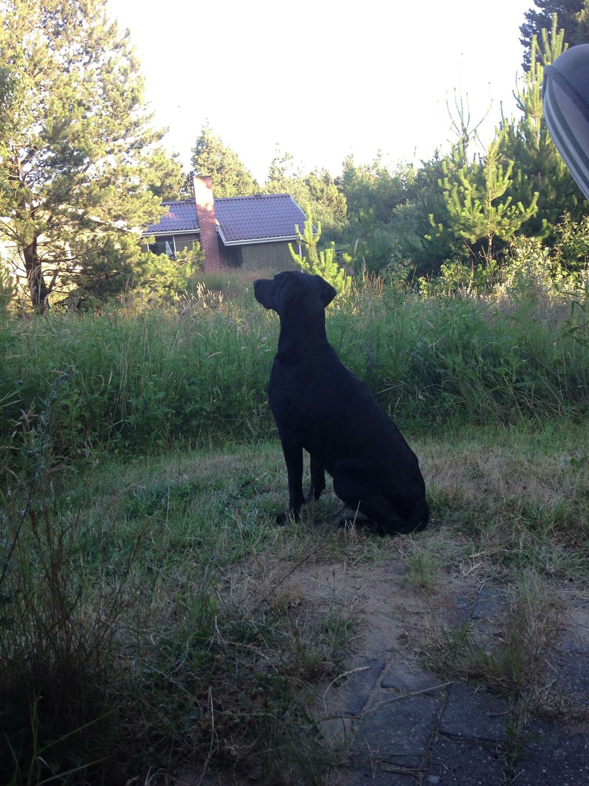 Blanding af racer Selma billede 25