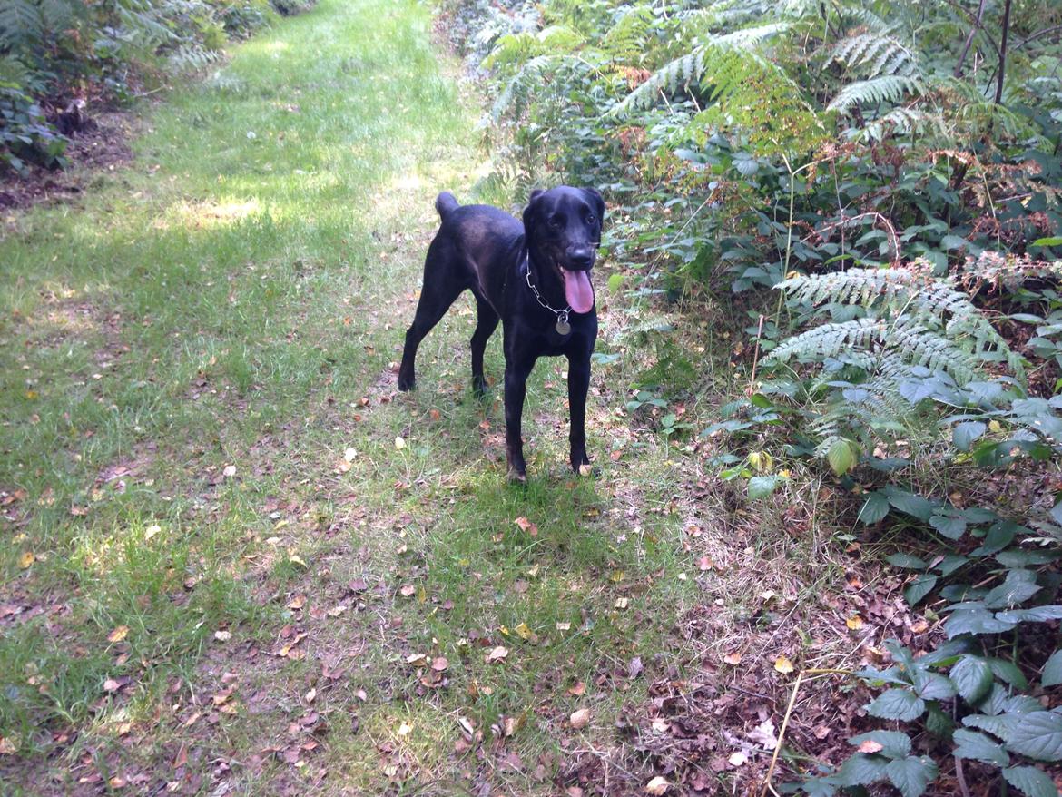 Blanding af racer Selma billede 26