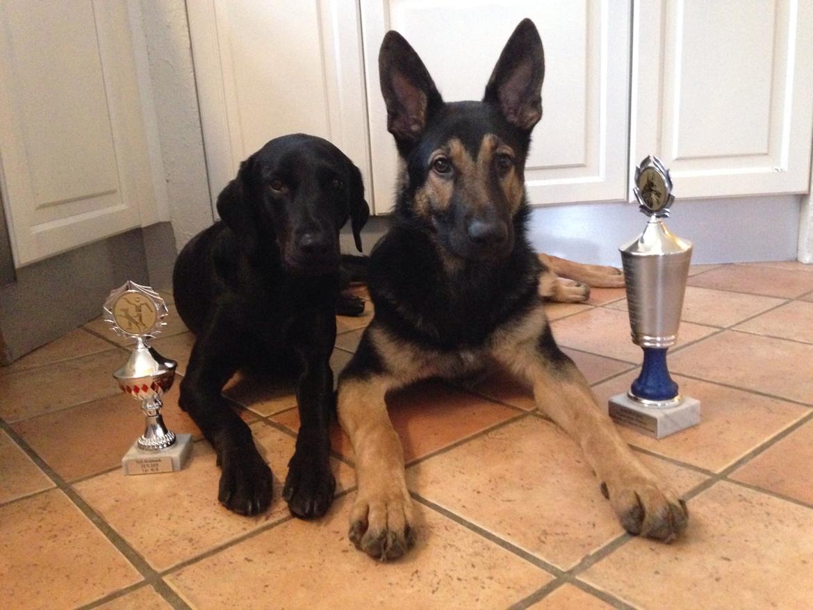 Blanding af racer Selma billede 28