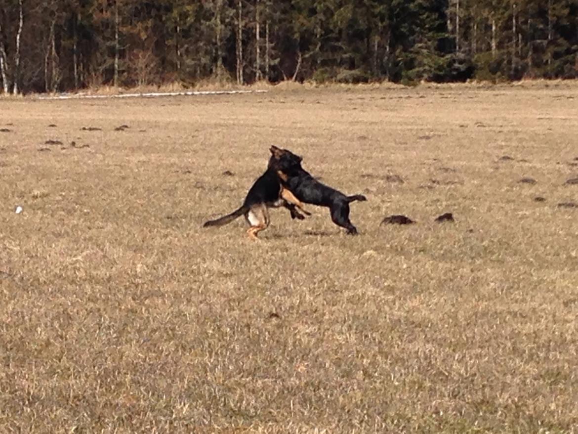 Blanding af racer Selma billede 29