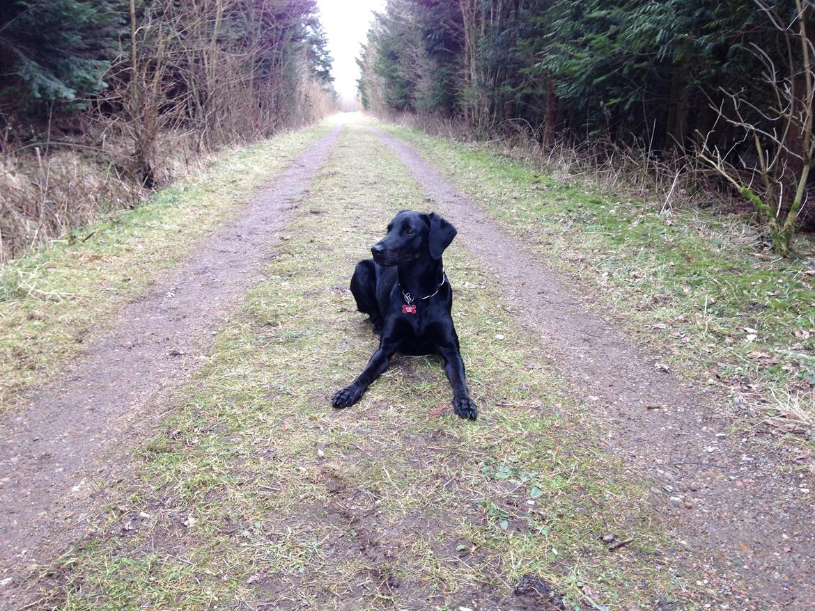 Blanding af racer Selma billede 30