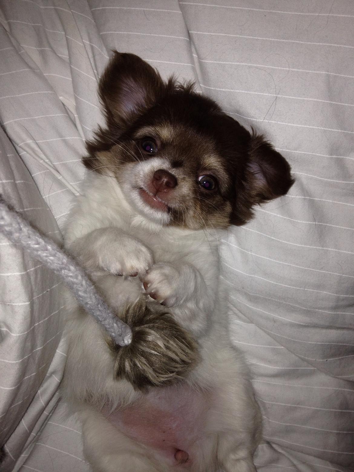 Chihuahua Mynthe billede 13