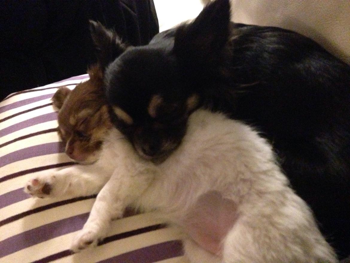 Chihuahua Mynthe billede 14