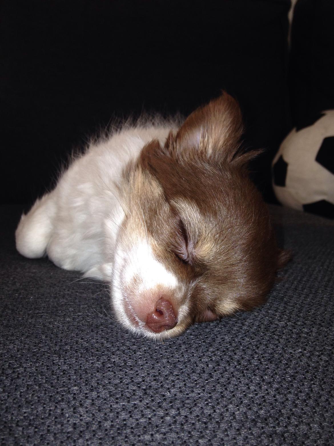 Chihuahua Mynthe billede 15